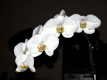 orchidee