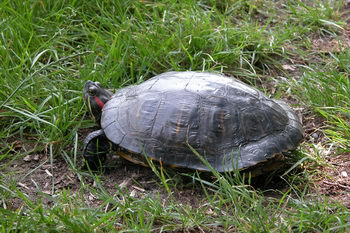 rode wang schildpad