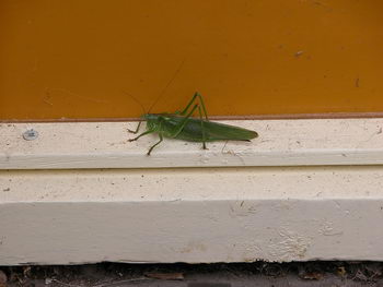 groene sabelsprinkhaan