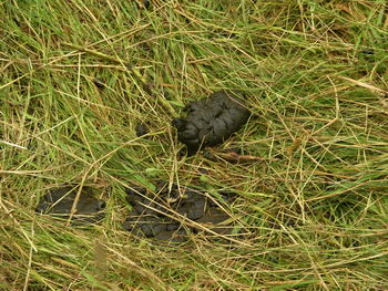 schaapdrol
