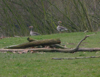 grauwe gans