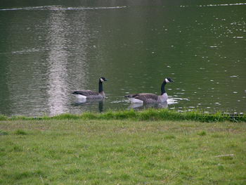 grote canadese gans