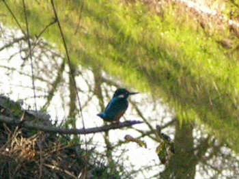ijsvogel