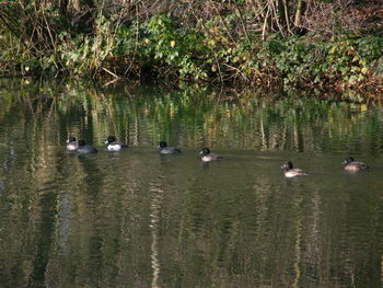 kuifeenden