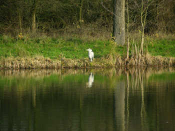 reiger