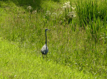 reiger