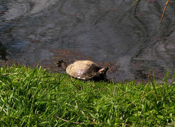 roodwangschildpad