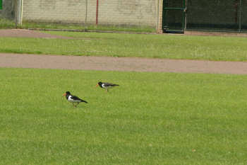 scholekster