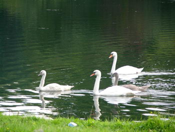 knobbelzwaan